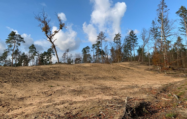 Natürlich künstlich. Wald, Sanddüne und Totholzgarten