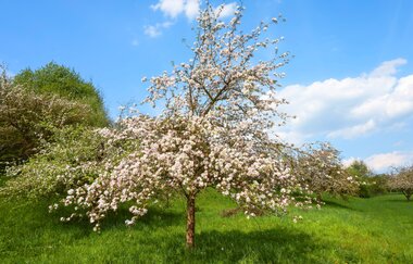 Naturparkmarkt Brackenheim | © Naturpark Stromberg-Heuchelberg
