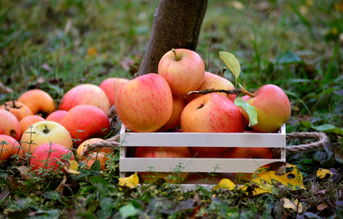 Naturparkmarkt Vaihingen an der Enz | © Naturpark Stromberg-Heuchelberg
