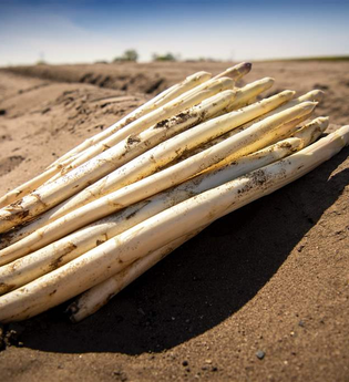Offizieller Spargelanstich | © Stadt Schwetzingen