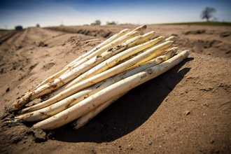 Offizieller Spargelanstich | © Stadt Schwetzingen