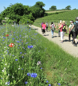 Wandergruppe auf Wanderweg