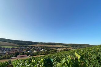 Pfingsthecke im Winzerhof Baumann | © TOURISMUS REGION WERTHEIM GmbH