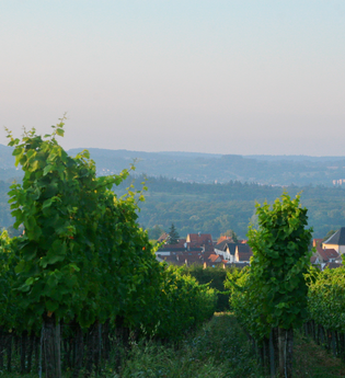 Radtour und Weinprobe mit Andreas Ihle | © Quelle: Landratsamt Rhein-Neckar-Kreis