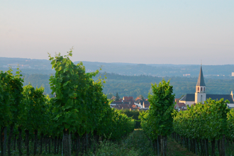 Radtour und Weinprobe mit Andreas Ihle | © Quelle: Landratsamt Rhein-Neckar-Kreis