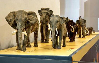 Eine Reihe von Elefantenmodellen im Museum, die auf einem gelben Sockel stehen. | © SSG Nicole Scheuerbrandt