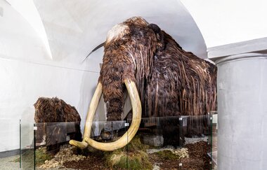 Ein großes Mammutmodell und Baby-Mammut im Ausstellungsraum des Schlosses. | © SSG Nicole Scheuerbrandt