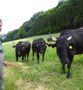 Wagyu Rinder im Taubertal | © Unbekannt