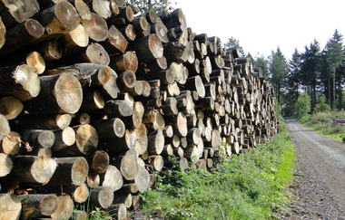 Stapel geschlagenes Holz | © NZT