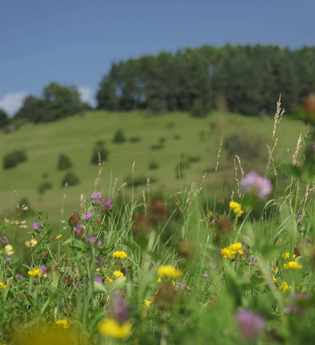 Wanderung: Heilpflanzen rund um Johanni | © TMBW