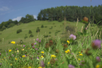Wanderung: Heilpflanzen rund um Johanni | © TMBW