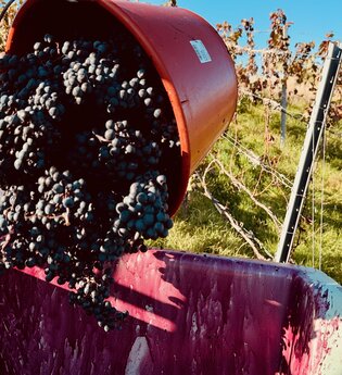 Wein Erlebnis Abend: Einblicke in die Weinlese