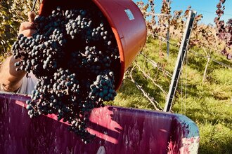 Wein Erlebnis Abend: Einblicke in die Weinlese