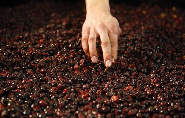 Wein Erlebnis Abend: Einblicke in die Weinlese