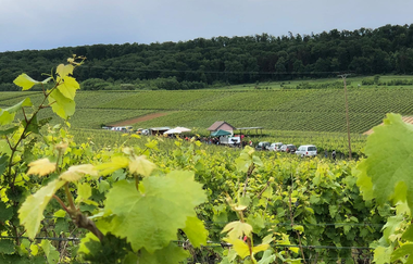 Wein & Wiese - WeinWanderEvent in Flein | HeilbronnerLand | © Gewerbeverein Flein