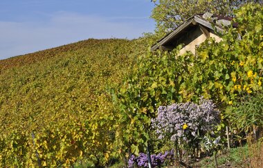 Ein Weinberg voller Weinreben. | © Thomas Weller