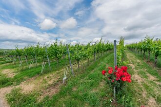 DSGVO NT Neckarwestheim Weinberg WEB | © artofpoggel.de Kristof Poggel