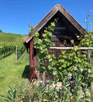 Weinspaziergang & grillen am Wengerthäusle | WeinWanderWochenende 2026