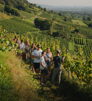 Gruppe von Menschen wandert auf einem schmalen Pfad durch terrassierte Weinberge mit Blick auf eine Stadt im Hintergrund | © WG Schriesheim