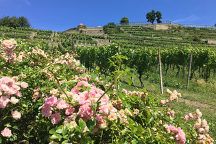Ausblick über die Weinberge mit Rosensträuchern auf die Burg Hohenasperg | © Daisy Knisel