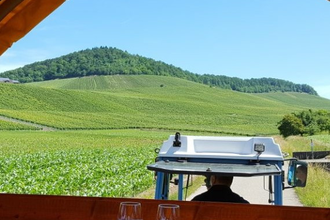 Zur Rebblüte in die Weinberge | © Weingut Weiberle