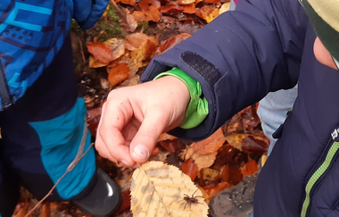 5 Tage Hannikels Räuberbande