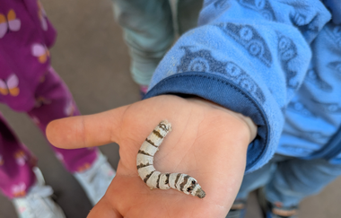 Aktionsnachmittag „Faszination Schmetterlinge“ | © NP Stromberg Heuchelberg