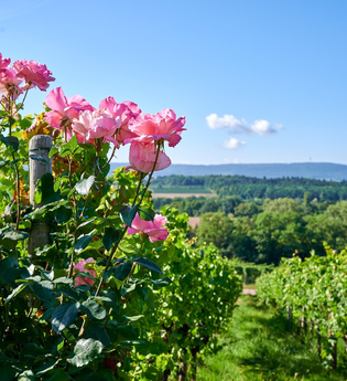 Ausgezeichnete Weinzeit | Pauschale | © Neckar-Zaber-Tourismus e.V.