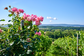 Ausgezeichnete Weinzeit | Pauschale | © Neckar-Zaber-Tourismus e.V.