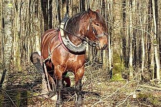 Beim Holzrücken