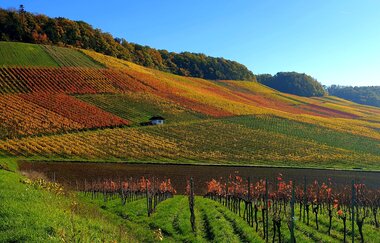 Busbegleitung Wein-Panoramafahrt "Rund um den Heuchelberg"