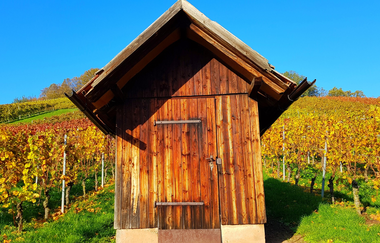 Busbegleitung Wein-Panoramafahrt "Rund um den Heuchelberg" | © Wolfgang Keimp