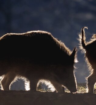 Dem Wildschwein auf der Spur – Naturerlebnis mit Genuss | © Thomas Kaiser