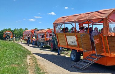Orange Wagenflotte des Katzenbeisser-Carrus aus Lauffen mit vier Planwagen | © Martina Buck | Katzenbeisser-Carrus