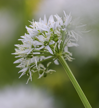 Eberbacher Bärlauchtage - Vortrag „Bärlauch- Heilpraktische Wirkung und Anwendung“ | © Stadt Eberbach / Andreas Held