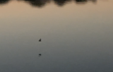 Fledermäuse finden Freunde – Mit dem Bat-Detektor auf Entdeckungsreise