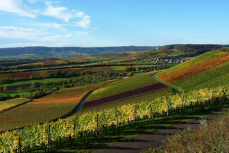 Brackenheim Zweifelberg | Regine Sommerfeld | Weinerlebnisführerin | HeilbronnerLand | © Regine Sommerfeld