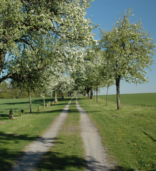 Grenzsteinpfad und Birnbaumallee Kleingartach | Stadt Eppingen | © Stadt Eppingen