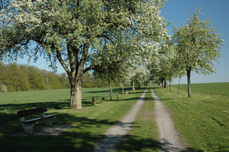 Grenzsteinpfad und Birnbaumallee Kleingartach | Stadt Eppingen | © Stadt Eppingen