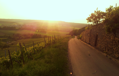 Heuchelberg auf Rad und Pfad | E-Bike Tour