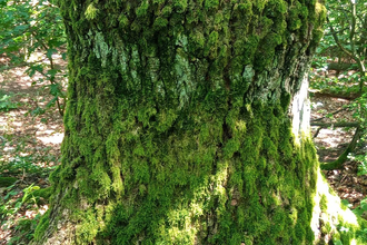 Naturführung | © Stadt Bönnigheim