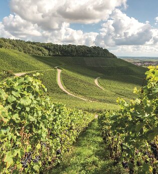Landauf Landab - Busbegleitung durch das Zabergäu | © Neckar-Zaber-Tourismus e.V.