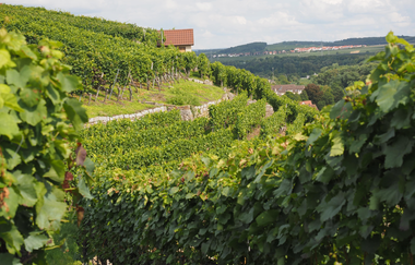 Stäffelestour | Lauffen am Neckar | Weinsüden Weinort | © Neckar-Zaber-Tourismus e.V.