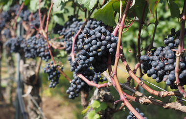 Stäffelestour | Lauffen am Neckar | Weintrauben | © Neckar-Zaber-Tourismus e.V.