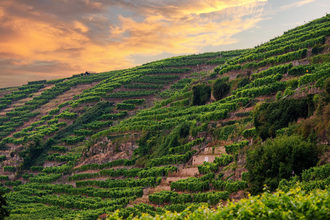 Steillagen "Lauffener Katzenbeißer" | Lauffen am Neckar | HeilbronnerLand | © Touristikgemeinschaft HeilbronnerLand e.V.