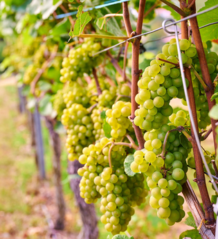 Grüne Weintrauben in Brackenheim-Neipperg | © Neckar-Zaber-Tourismus e.V.