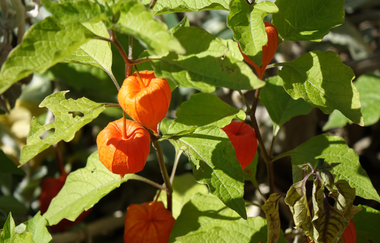 Medizinische Weinprobe | Sana.munda Heilkräutergarten | © Neckar-Zaber-Tourismus e.V.