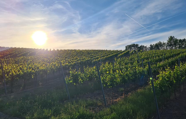 Weinberg Weingut Sommer | © Weingut Sommer