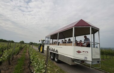 Theo | Planwagen- und Weinbergrundfahrten | Brackenheim | © Weingärtner Stromberg-Zabergäu