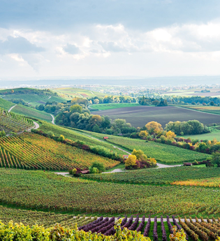 Weinlandschaft im Zabergäu - Ausblick vom Zweifelberg | HeilbronnerLand | © Touristikgemeinschaft HeilbronnerLand e.V.